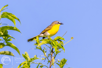 Yellow-Breasted Chat