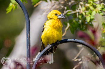 Yellow Grosbeak