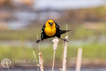 Yellow-Headed Blackbird