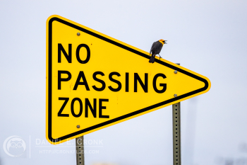 Yellow-Headed Blackbird