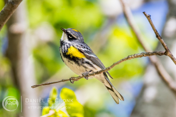 Yellow-Rumped Warbler