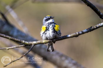 Yellow-Rumped Warbler