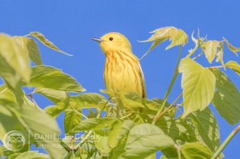 Yellow Warbler