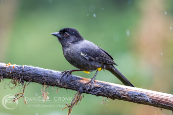 Yellow-thighed Brushfinch